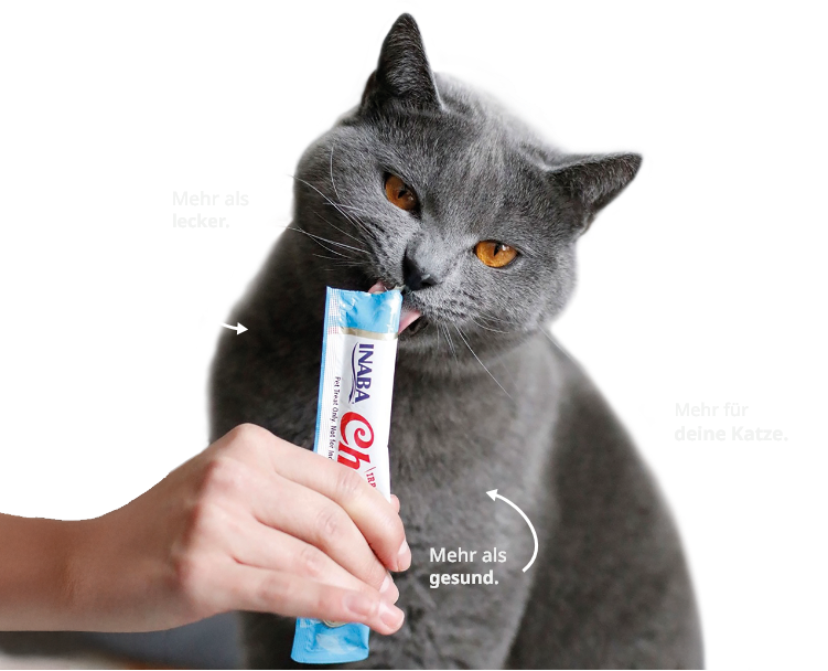 Katze schleckt an Katzenfutter von INABA